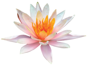 lotusblomstfrit2 lotusblomstfrit2